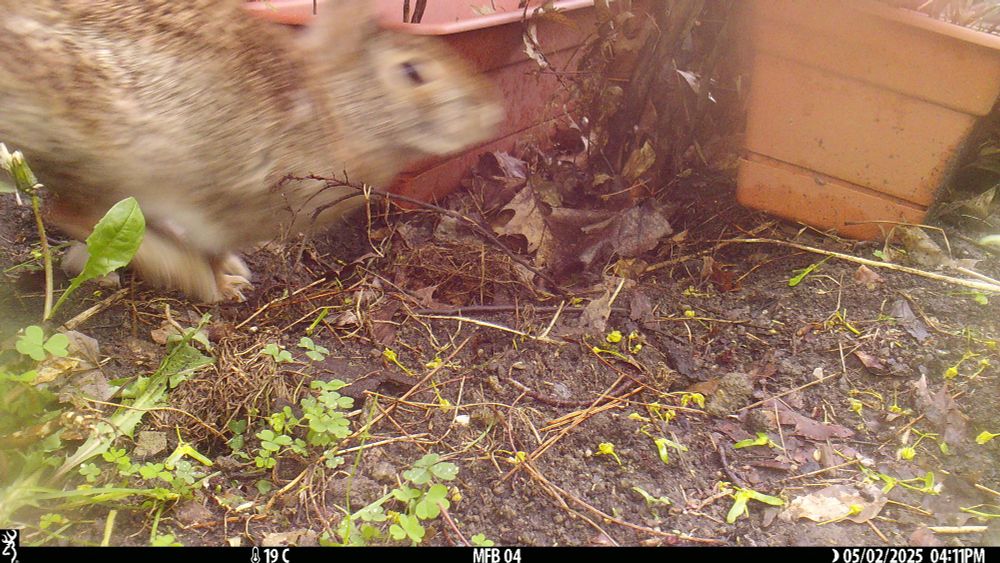 Trail camera photo showing a brown rabbit rushing through the area were the squirrel was recorded three minutes before.  The rabbit is moving so quickly that its image is blurry in the photo. 