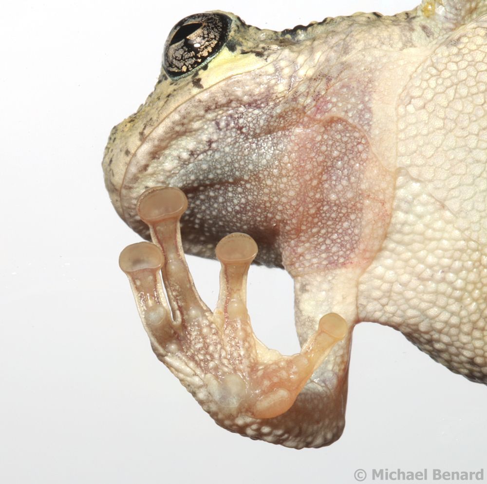 A close-up photo of the head and right hand and toes of a frog.  The photo was taken through the side of a glass aquarium while the frog was climbing on the inside of the aquarium. The frog's hand is pressed against the glass, and shows three fingers and a thumb.  At the tip of each digit is a large, oval disc that the frog uses to cling to the glass.  The frog's belly is creamy white, and the troad is dark grey with small, white dots.  The frog's head is turned slightly so that part of the mouth and bulgy eye are also visible. 