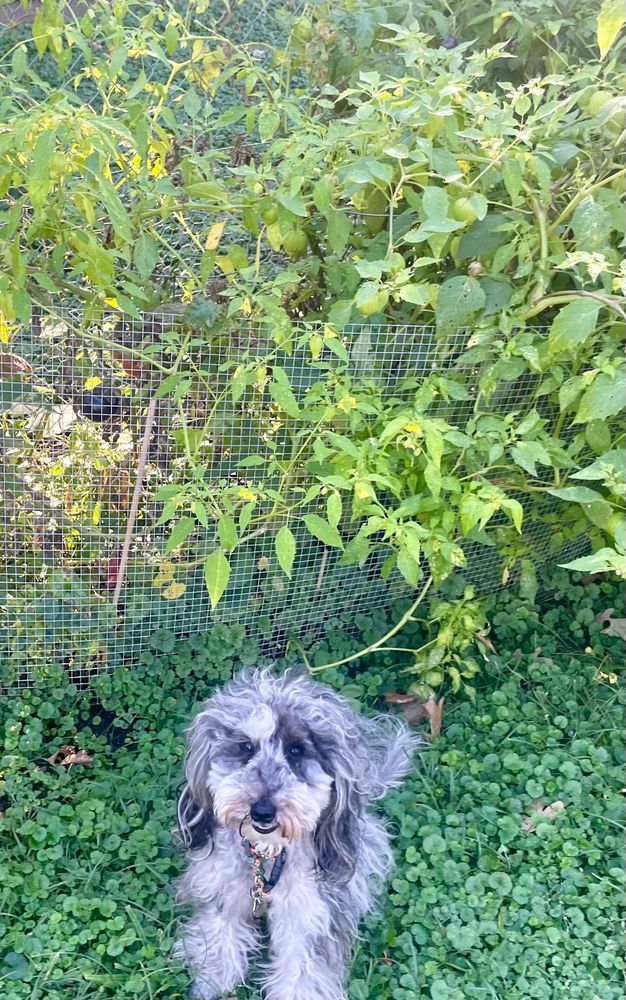 Blue Merle poodle in front of an over grown tomatillo plant.