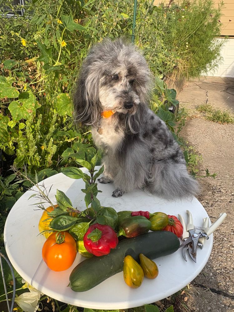 Freshly groomed Blue Merle (black & grey) mini poodle sitting on a small round white table with a display of veggies in front of her. (includes peppers, tomatoes, cucumbers as well as some basil)