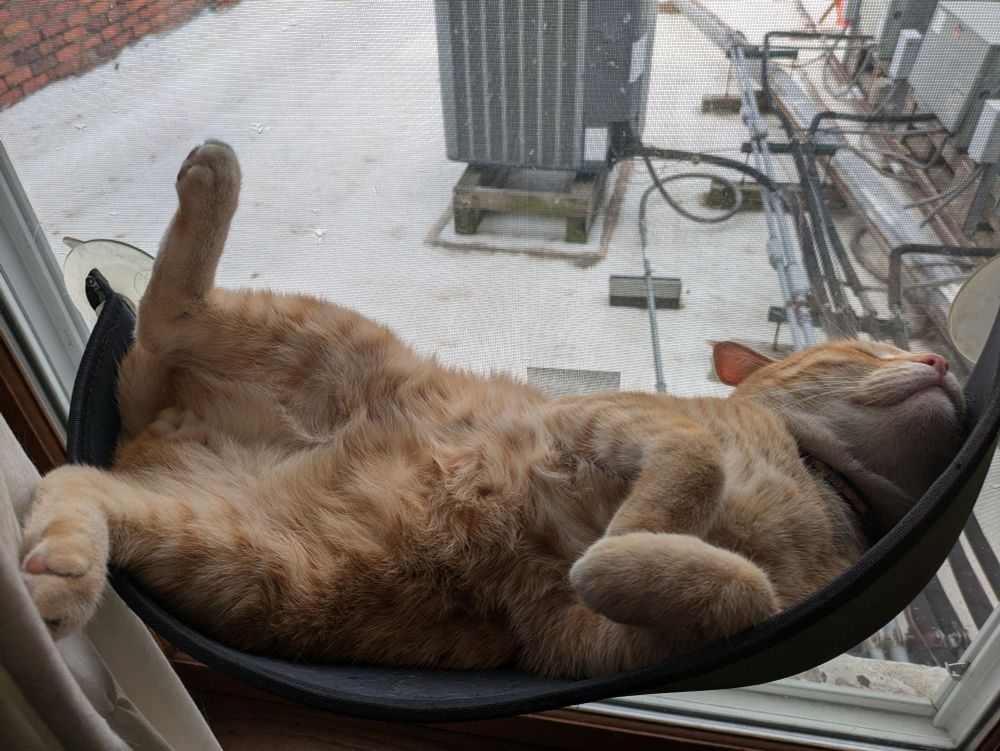 Sleepy orange cat napping belly up in a window mounted cat bed.