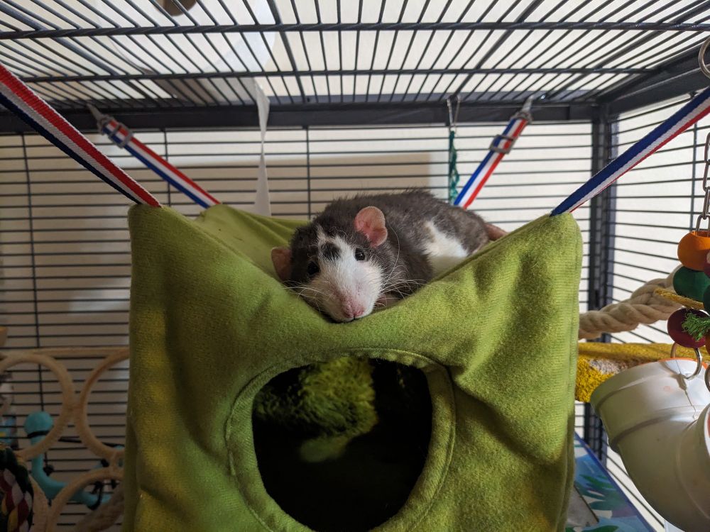pet rat tony laying down on top of a cube hammock looking adorable