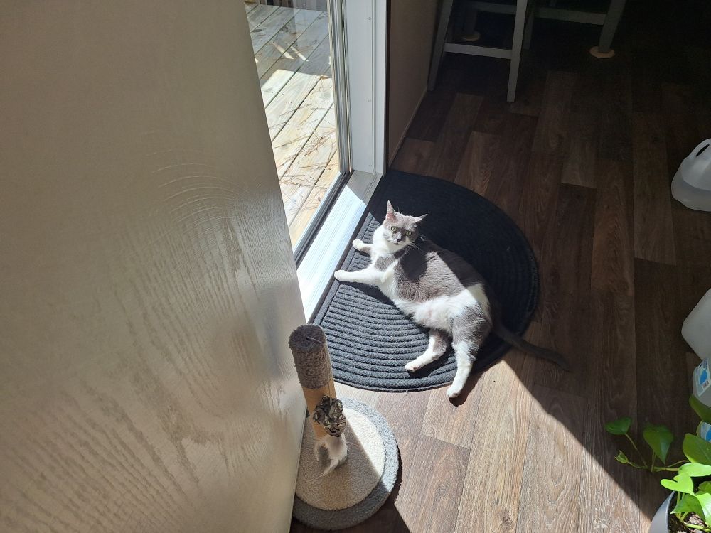 Booboo in morning sun worship 😍 💖 
