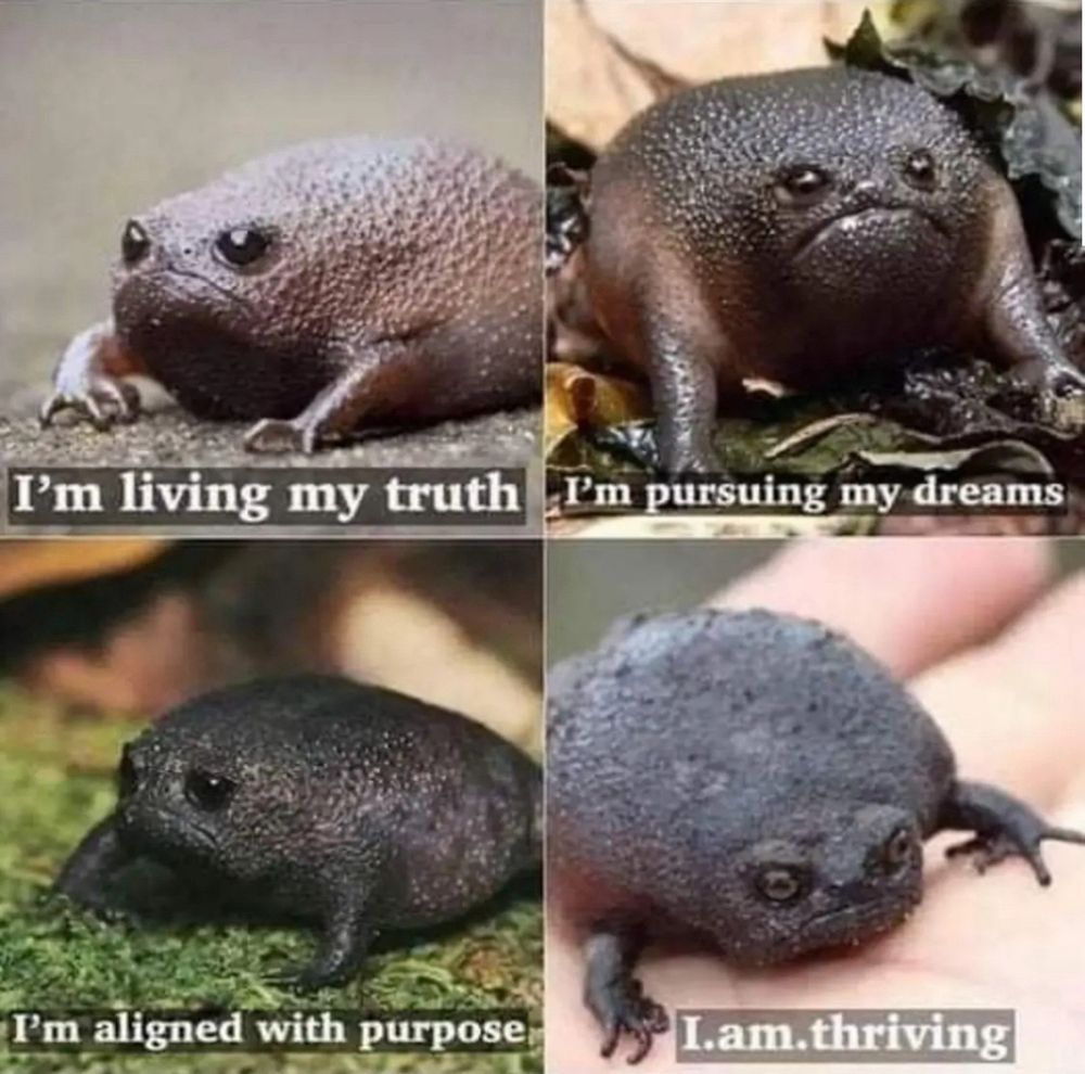 Four panels each featuring one of those very round, very grumpy looking frogs. The first reads: I am living my truth. Second: I'm perusing my dreams. Third: I'm aligned with my purpose. Fourth: I. am. thriving