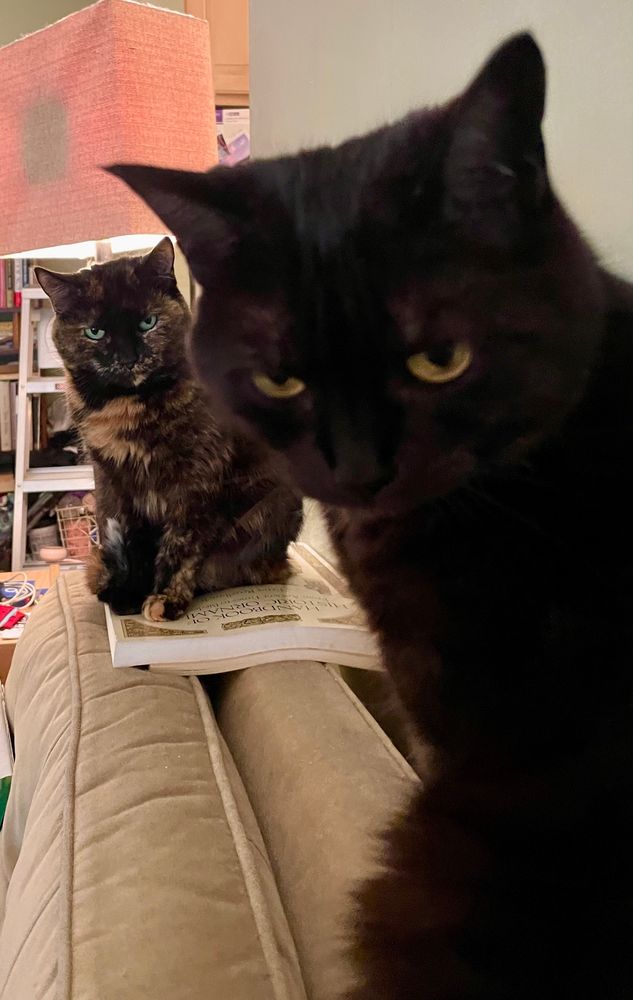 two cats, one a black smoke cat and one a little tortie are sitting near each other on the back of a tan sofa. the nearer cat is black and looking back over her shoulder toward the camera. the tortie is further away and is staring daggers at the first cat lol