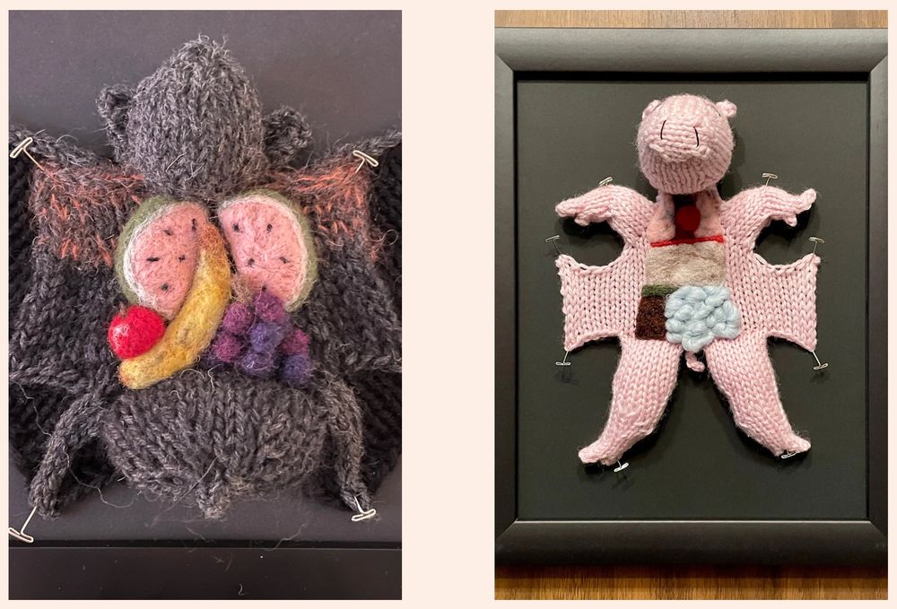 a knitted dissected fruit bat and a knitted dissected fetal pig each pinned into a black frame with black background. their innards are needle felted and the fruit bat’s organs are different types of fruit!
