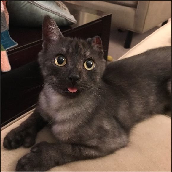 the same boy, his mittens on full display as he sits like a loaf of bread. he is looking a bit above where the camera is and he's sporting a spectacular blep 