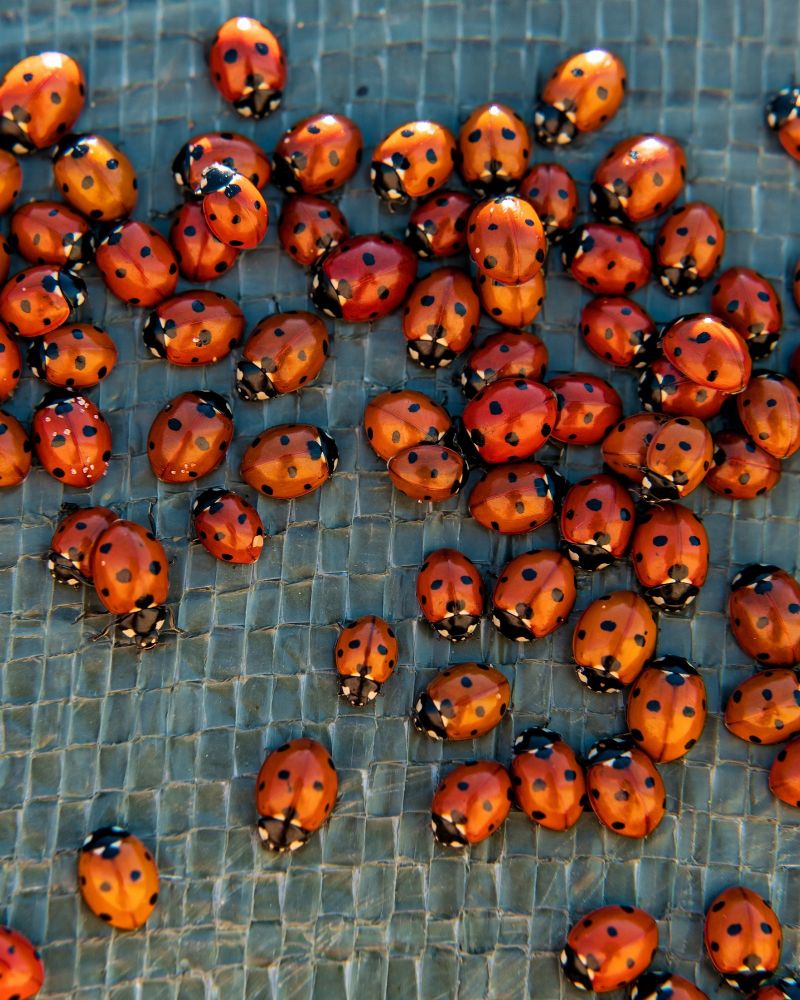 A cluster of red seven-spot ladybirds gathered on a blue tiled background.