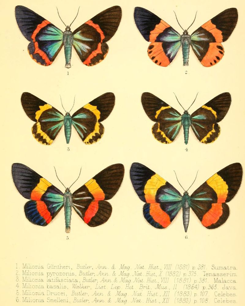 Six coloured illustrations of brightly coloured moths with black, yellow, orange and blue striped wings in different variations, numbered 1-6 with a reference showing that they are all different species of the milionia moth.