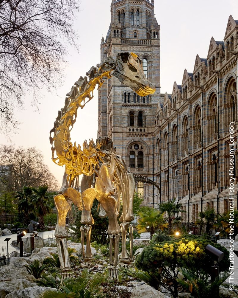 The diplodocus cast on display in the Natural History Museum’s gardens.  This photo was taken at dusk, as the sun rises in the background. There’s a lot of vegetation beside the cast and the Museum’s building is visible in the background.   
