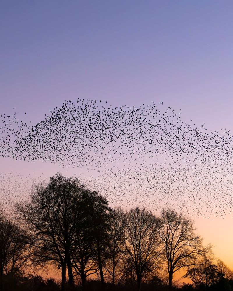 A large group of starlings flying in the air. The sun is setting, and the lower part of the sky is bright orange. Beneath the group of birds, there are multiple trees.  