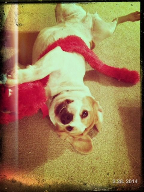 Photo of a beagle playing with a toy on the floor