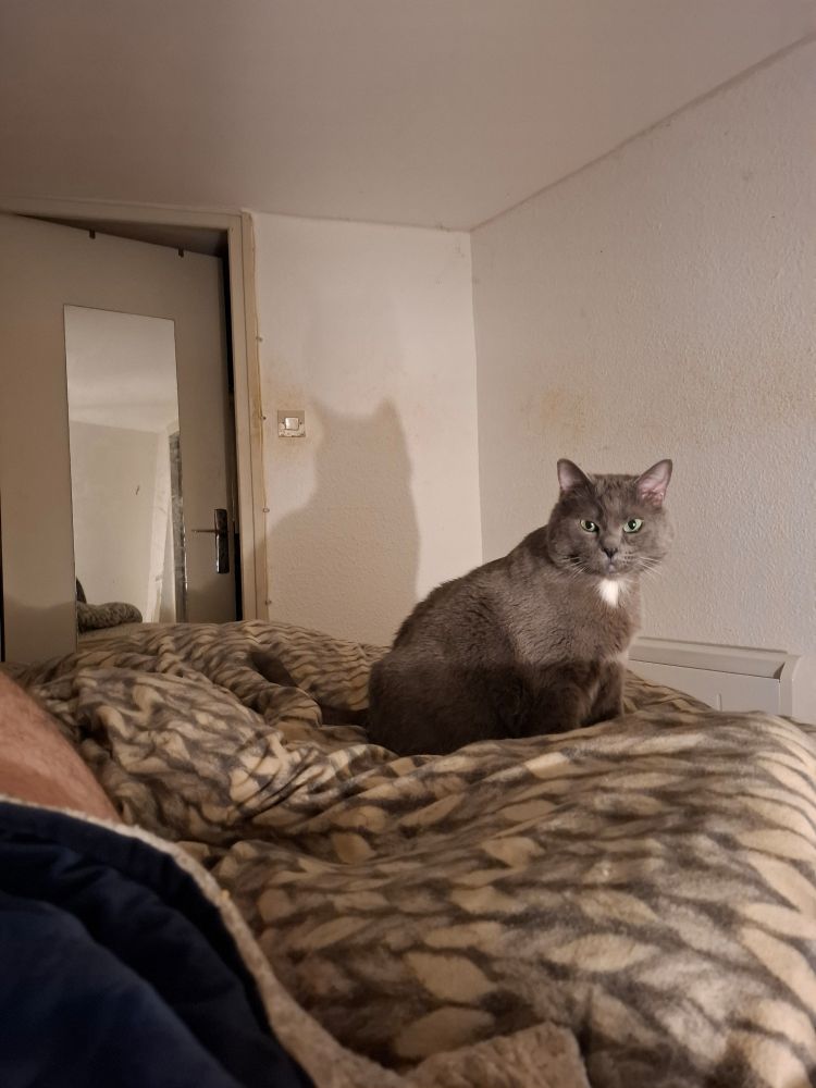 Tomi chat gris assis sur ma couette en me regardant 
