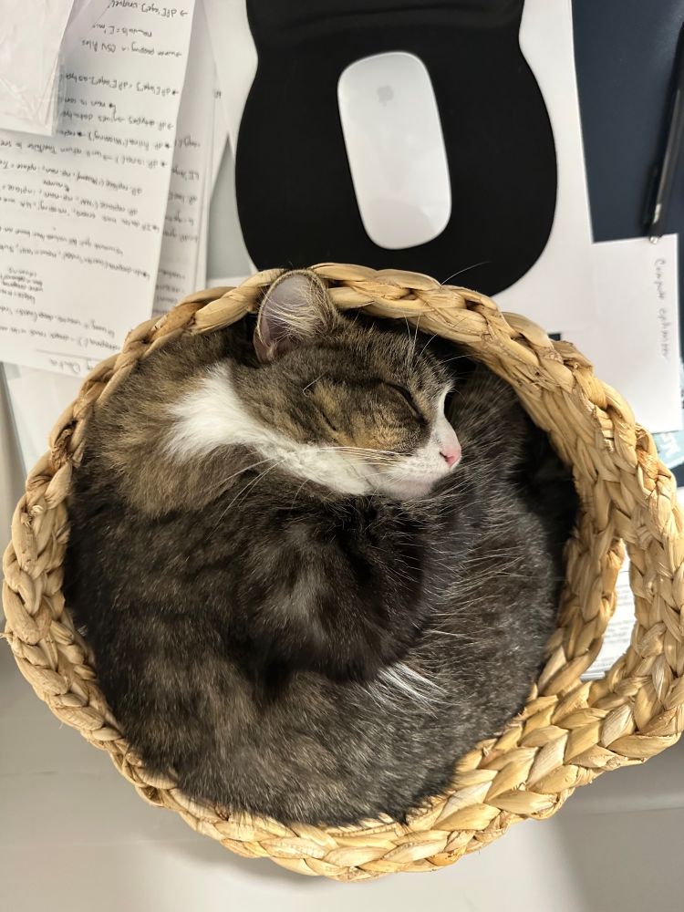 My cat asleep in a basket 🧺