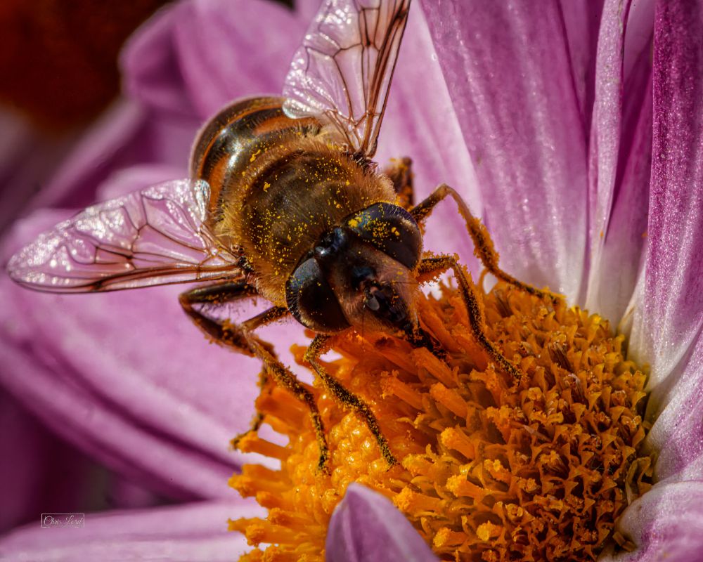 closeup shot of a bee like fly on a flower