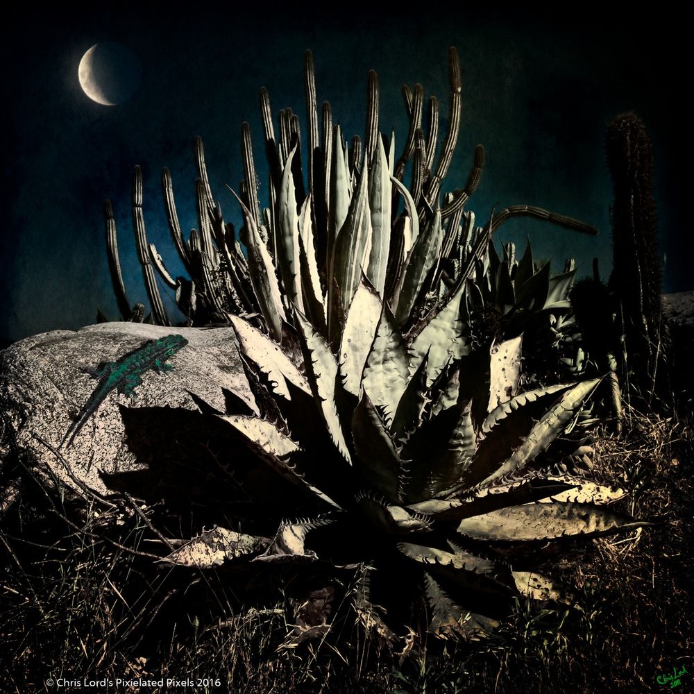 cactuses and a lizard on a rock under a new moon