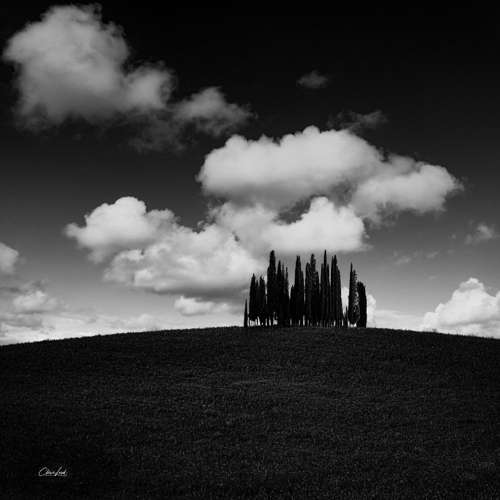 a copse of iconic cypress trees on a hillside in tuscany backed by white fluffy clouds