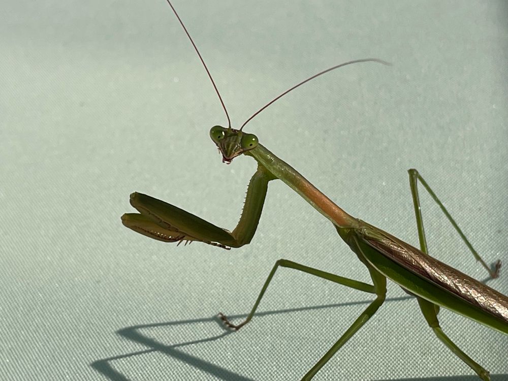 Close up of praying mantis.