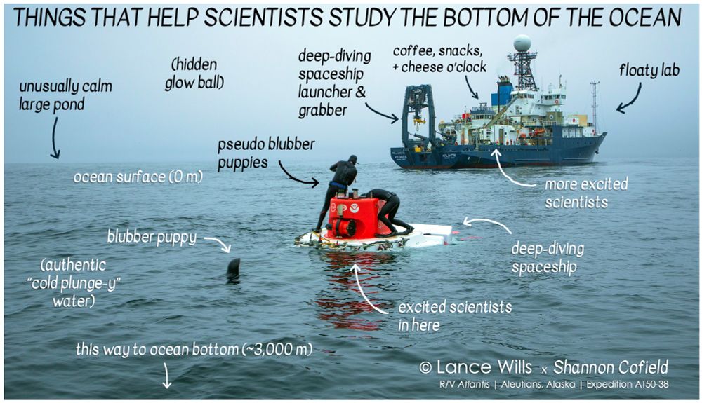 Photograph of the HOV Alvin at the ocean surface. Two Alvin swimmers wearing wetsuits and fins are re-establishing communications between the crew in the sub and the ship. A sea lion is at the surface “investigating” the strange sub. R/V Atlantis appears in the distance.