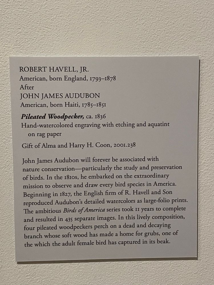 Wall sign: ROBERT HAVELL, JR. American, born England, 1793-1878 After JOHN JAMES AUDUBON American, born Haiti, 1785-1851 Pileated Woodpecker, ca. 1836 Hand-watercolored engraving with etching and aquatint on rag paper Gift of Alma and Harry H. Coon, 2001.238 John James Audubon will forever be associated with nature conservation-particularly the study and preservation of birds. In the 181os, he embarked on the extraordinary mission to observe and draw every bird species in America. Beginning in 1827, the English firm of R. Havell and Son reproduced Audubon's detailed watercolors as large-folio prints. The ambitious Birds of America series took il years to complete and resulted in 435 separate images. In this lively composition, four pileated woodpeckers perch on a dead and decaying branch whose soft wood has made a home for grubs, one of the which the adult female bird has captured in its beak.