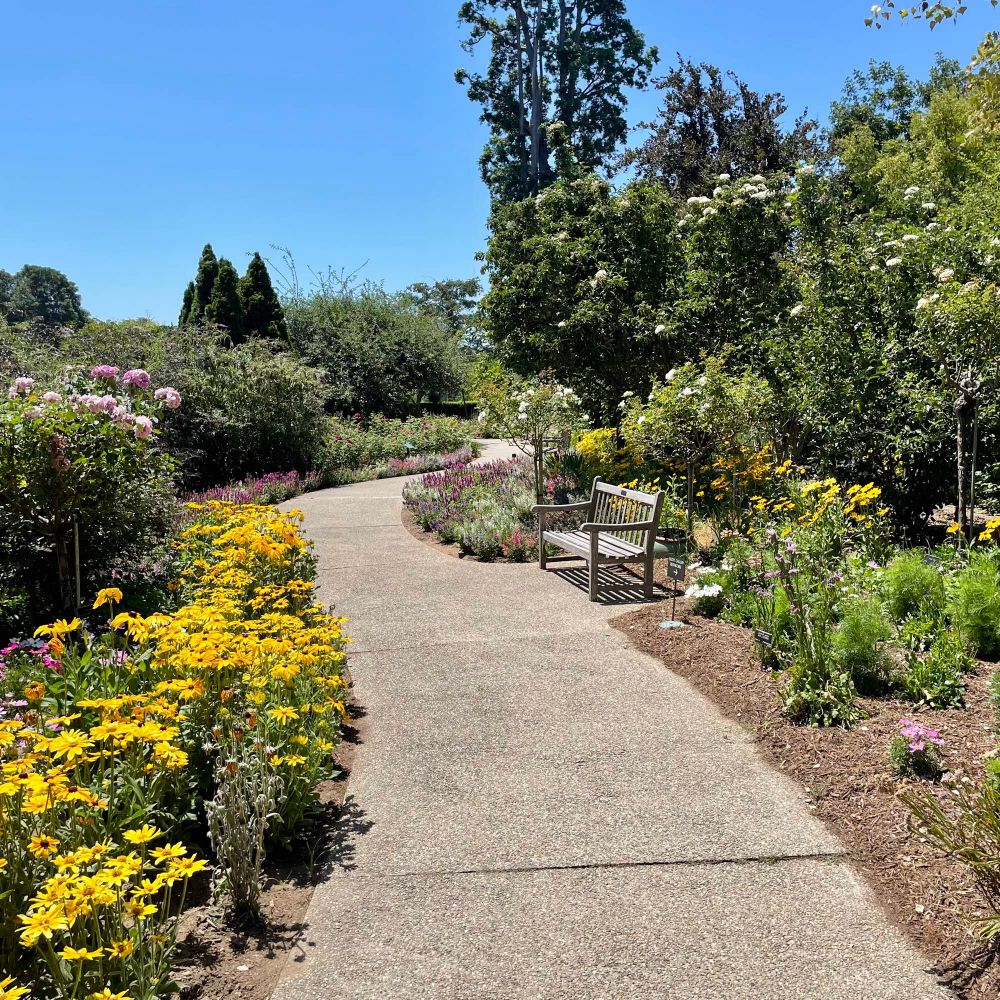 Path at Huntington Library (Pasadena, CA) with a wood bench nestled in tiers of native yellow flowers, pink roses, and sweeping mature trees.