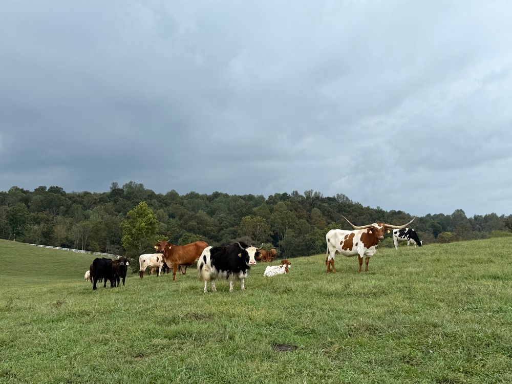 Some of the cattle on the farm. They had a mix of breeds including Belties, Longhorns, Jerseys, and Holsteins.