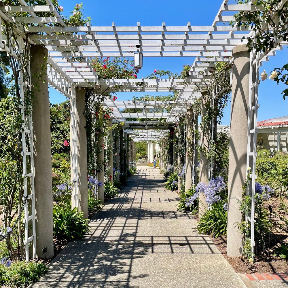 While at CalTech, I always enjoyed walking around Huntington Library (Pasadena, CA). Walkway covered with a pergola, climbing roses, fragrant purple ornamental onion flowers, and lavender.