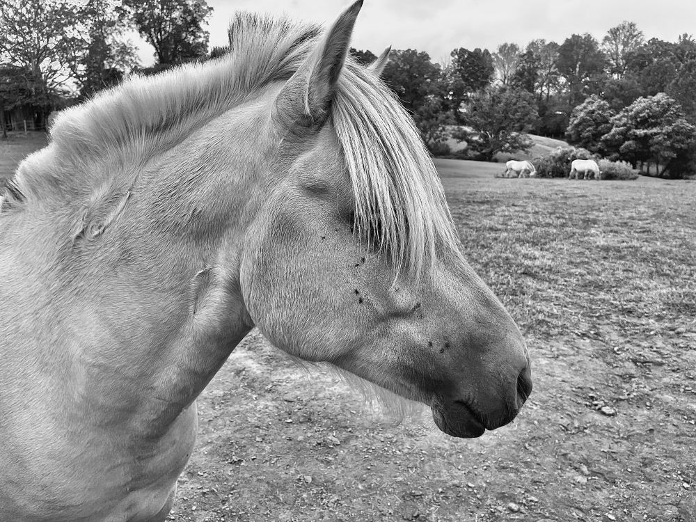 Black and white photo of a Fjord horse stallion. He has epic “emo” blonde bangs hiding his eyes. He’s pretty cool. Photo by me!