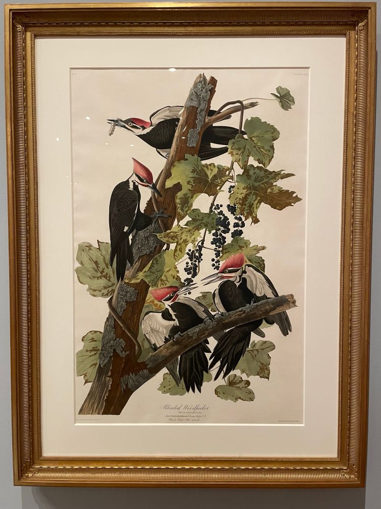 Framed sketch of 4 pileated woodpeckers on a tree branch.