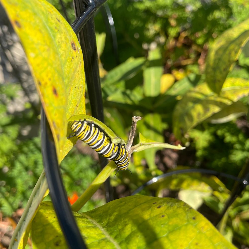Monarch caterpillar #2 munching on native milkweed.