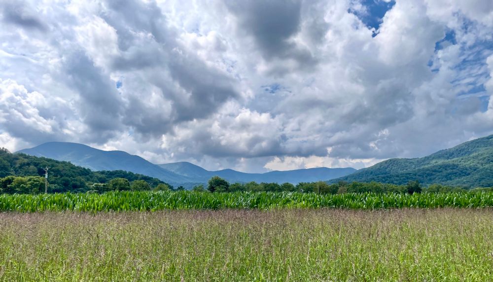 Blue Ridge Mountains with a field of grasses and corn.