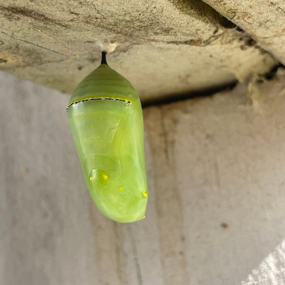 Monarch #1 making the big transformation. Green chrysalis under my back porch.