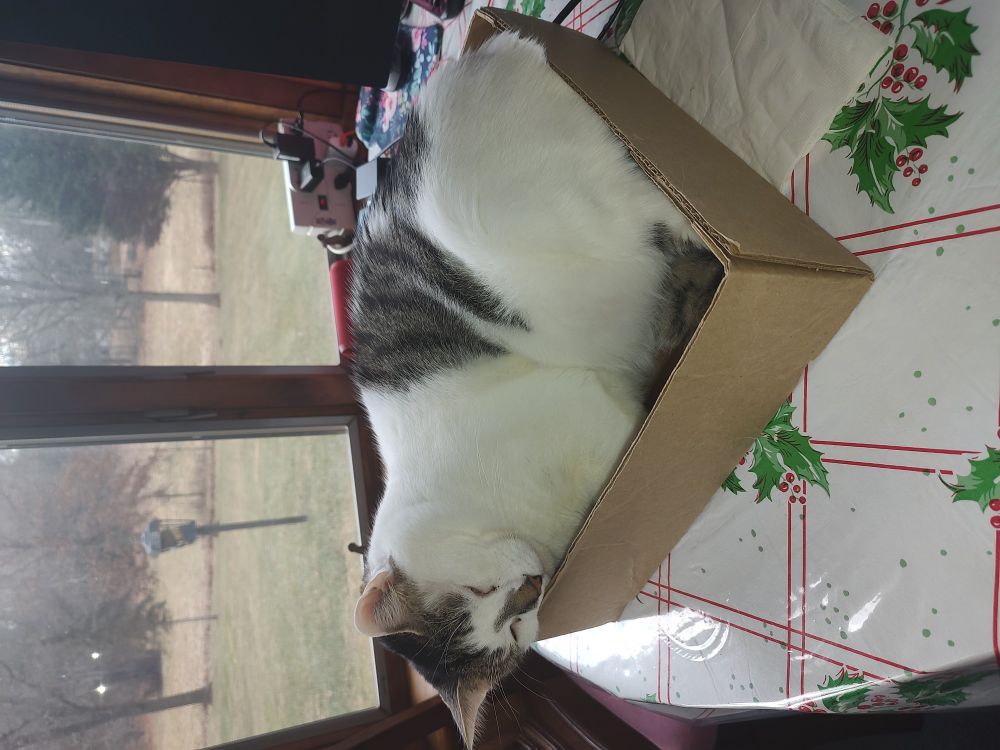 Black and white cat sleeping in a cardboard box on a living room table 