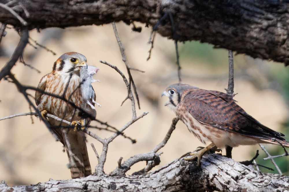 Two small falcons in a tree, framed by large branches at the top and bottom and surrounded by smaller branches. The mother is on the left, on a small branch, standing upright and facing the camera with her head turned to the right, holding a small gray mouse in her beak. The baby is on the right, in profile, standing on the large branch and leaning forward with her beak open, begging. The baby's back is dark brown, finely striped with black. Their undersides are cream with light brown streaks running from head to tail. Their heads have a patch of rust on top, then a blue-gray ring above their black eyes. The lower faces are white with bold black vertical stripes down the cheek. Mom has a yellow ring around her eye and yellow nares.
