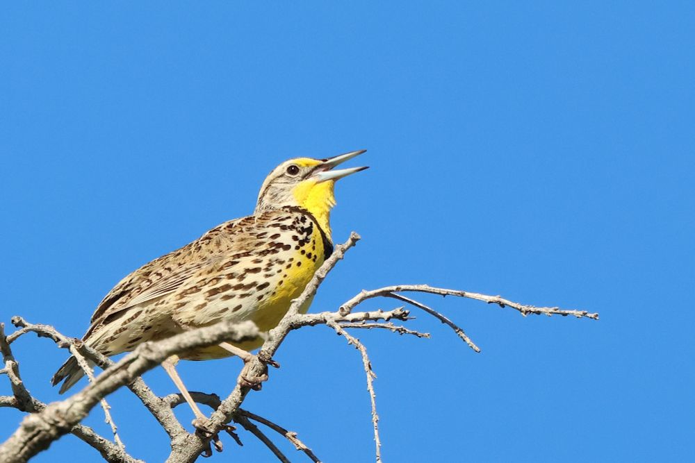 Bird standing in profile on a tangle of branches at the top of an oak tree looking up with its mouth open, against a background of blue sky. Its throat is yellow with a black V across the bottom. Its back is light brown with dark brown streaks. Its flanks are cream with dark brown dots, and there are black dots on its yellow breast.