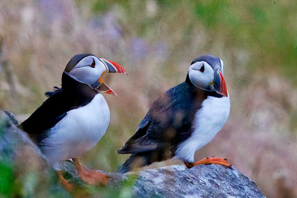 Two stocky seabirds stand on a rock against a background of blurred dried grass. The one on the left has its beak wide open. Their large beaks are orange at the tip, then striped in yellow, gray, and more yellow, with an orange patch between the upper and lower halves. Their bodies are black from the top of the head down the back and white on the front. Their feet are orange. 