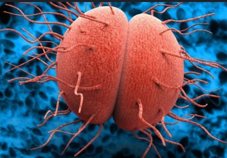 représentation artistique d'une paire de gonocoques sur fond bleu. Les deux bactéries rondes sont collées et couvertes de protrusions membranaires qui ressemblent à des poils. On dirait une belle paire de balloches.