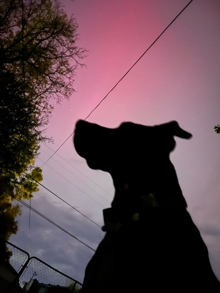 slightly fuzzy silhouette of a dog against a pink sky.   power lines are visible, as well as a tree and a fence. 