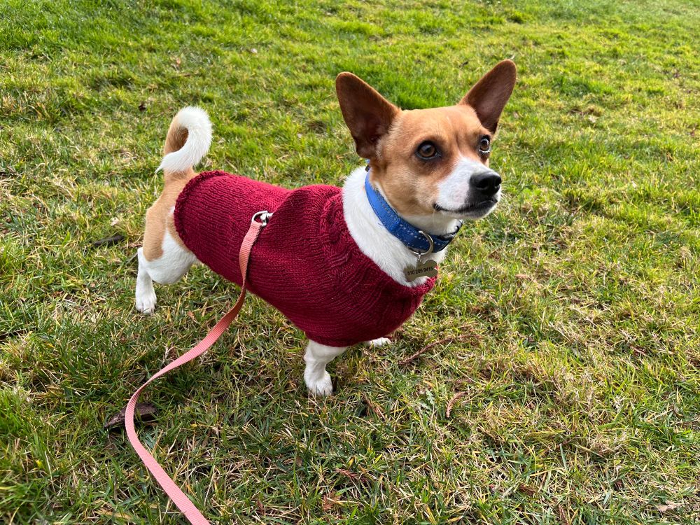 Small tan and white dog with a curly tail, in a maroon sweater over a harness and a blue collar, standing on grass, looking just to the side of the camera, ears up.  A pink leash snakes off towards the photographer. 