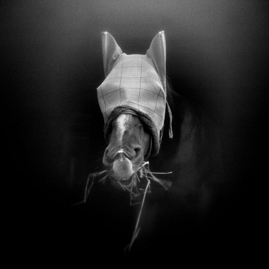 Black and white square image made with a Holga plastic camera. A horse's head emerges from a barn window. She is surrounded by the darkness of the barn's interior . She is wearing a fly hood and munching on a few strands of hay.