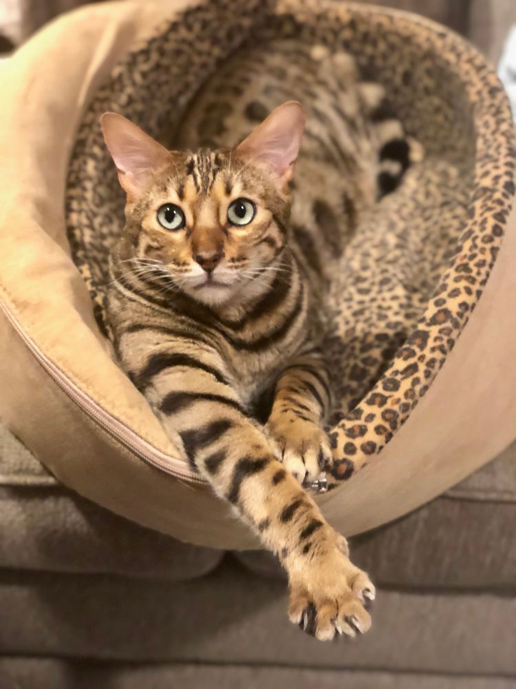 A Bengal cat with green eyes lies in a cat bed that matches his spots