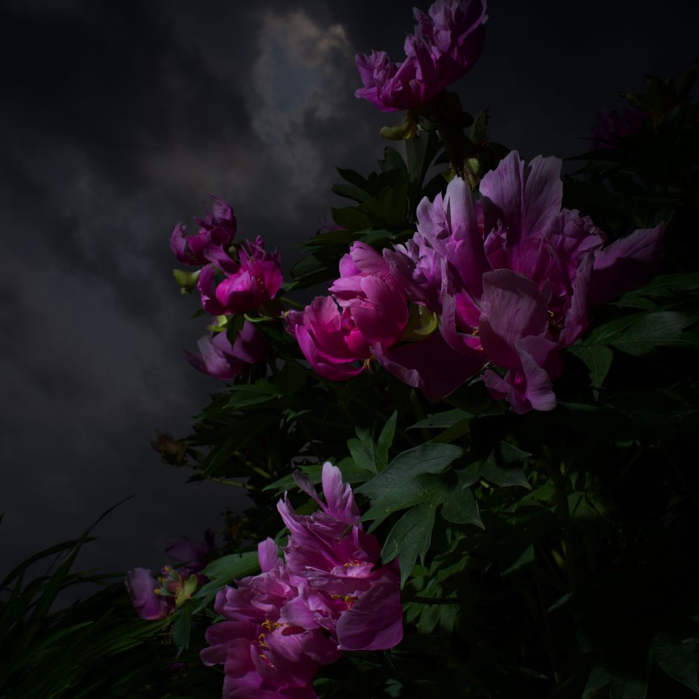 Beer Gardeners' Question Time 
#leicacamera ƒ/16 @1/2000 ISO:100 Daylight & Flash (off camera)

Trousers: BBC Home Service/9 April 1947/22.15(pm)

Attitude:  Sowerbutts, Loads, Clark and Sansome.

Pink and purple peonies photographed from the side and slightly below. This is an intentionally underexposed picture that is relit with a flash held off camera to the left of the subject. The sky beyond is over cast with heavy rain clouds with the merest hint of the blue sky beyond the clouds. The title is aimed at my British viewer, I think I have at least one, will know of Gardeners’ Question Time? This is a BBC Radio staple since 1947, when the BBC first broadcast it on what was then known as The Home Service. Gardeners’ Question Time was a development of a war time, Ministry to Information public campaign known as  Dig For Victory. 

BBCR4s Gardeners’ Question Time is not to be confused with Question Time on the same channel. A very similar format, where elected and or populist political figures are invited to share their thoughts on questions submitted by listeners (and viewers). Tens of thousands of listeners form the weekly audience for Gardeners’ Question Time submitting their questions on all aspects of their gardening needs to a panel of experts. They receive, thoughtful, helpful and inspirational advice from the panelists. This is where Gardeners’ Question Time & Question Time diverge somewhat. I still listen to an episode from time to time.   I come from a family of gardeners. They are partly my inspiration for these works. All of my Grandparents, uncles, aunts, cousins, parents, sister had or have a profound love of their gardens. It is in the blood. It is the summer and every time I visit a beer garden, I think of this R4 classic. 

I live on the third floor of a 1904 apartment block. I have a small balcony. Berlins parks and gardens are my studio. 
