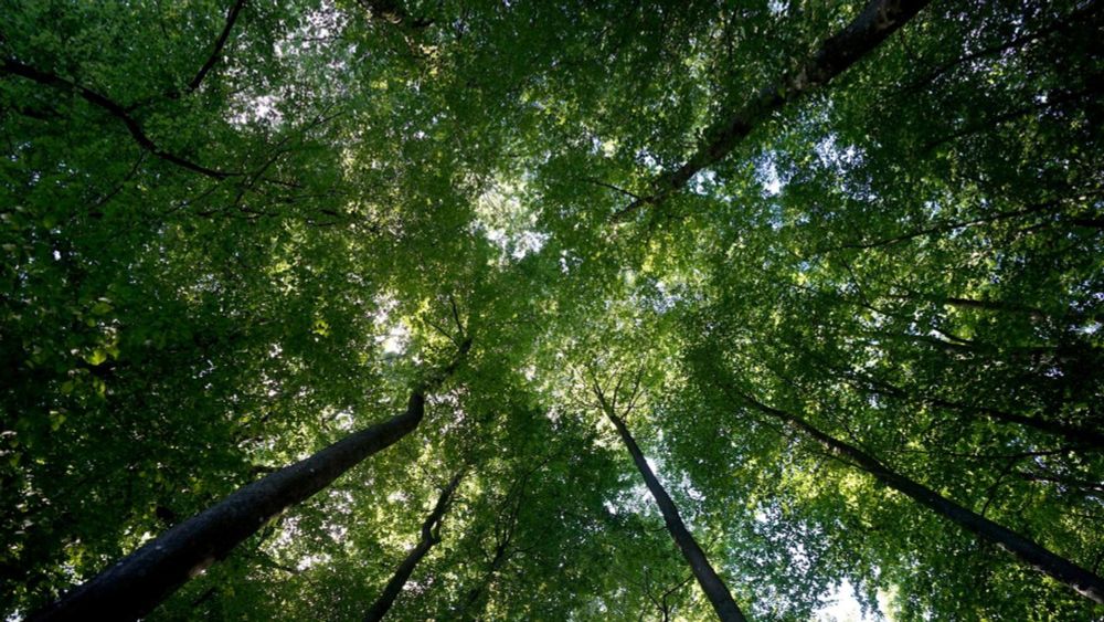 Erhebung: Wald gibt mehr Kohlenstoff ab, als er aufnimmt