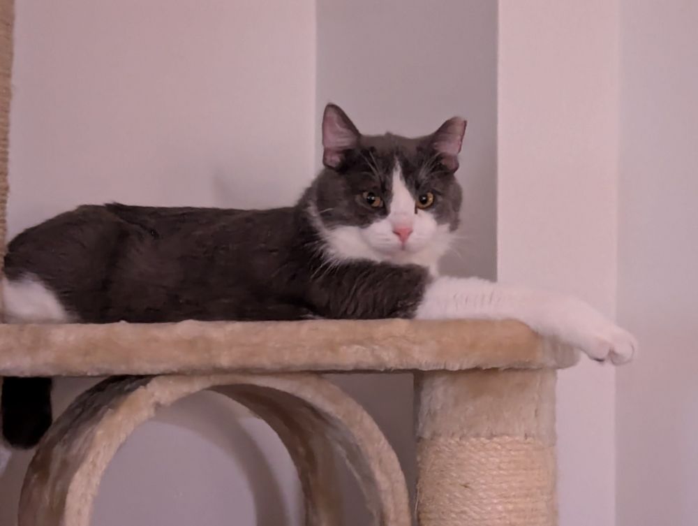 A gray and white cat lays with one front leg straight out. The leg is gray down to the elbow and white from there to the foot. Is he wearing a gray shirt or a long white glove?