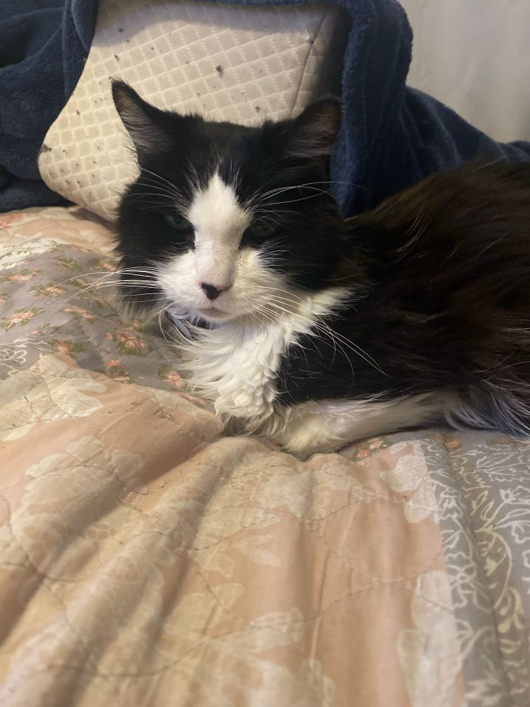 Duncan, Stormi Lewis’s black & white Mainecoon of 17.5 years.