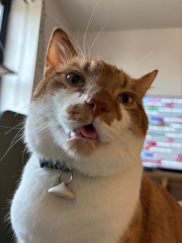 my cat waking up from sedation with his tongue sticking out