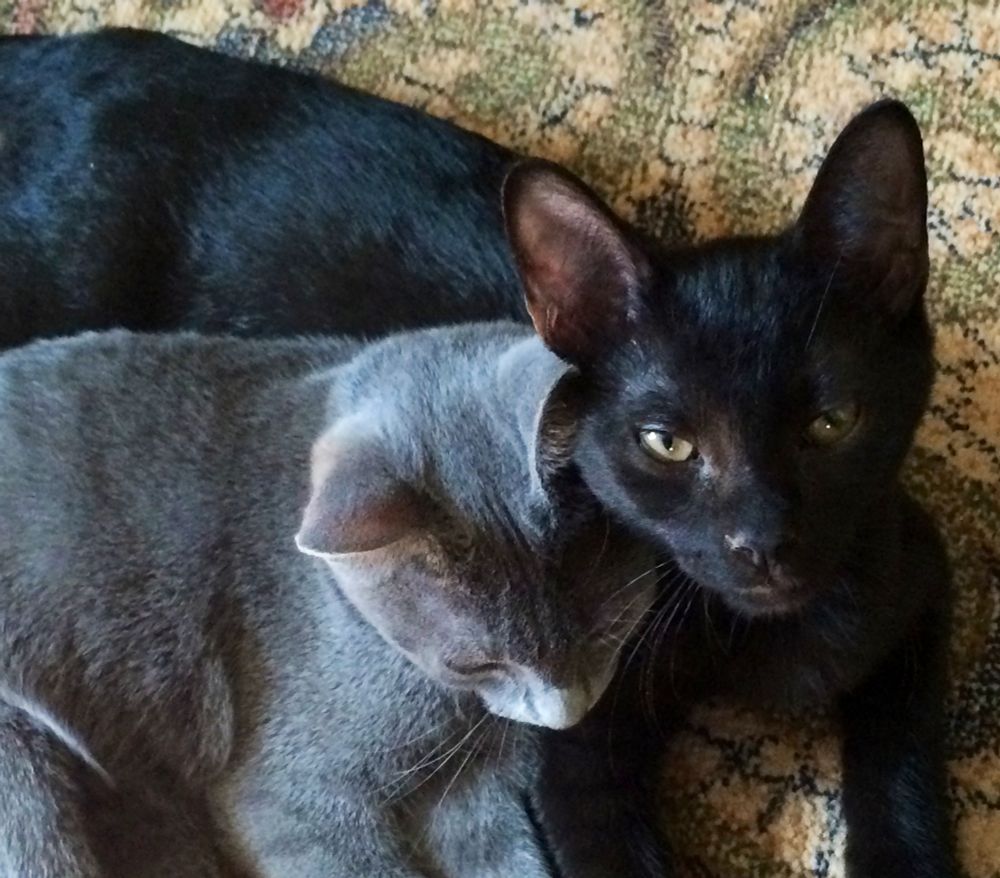 Shadow, the grey cat, has a downcast gaze, while his littermate brother Luther, the black cat, looks at the screen.
This was the day after we brought them home from the shelter at nine weeks old. They’ll be 11 this year, 2025, around Memorial Day.