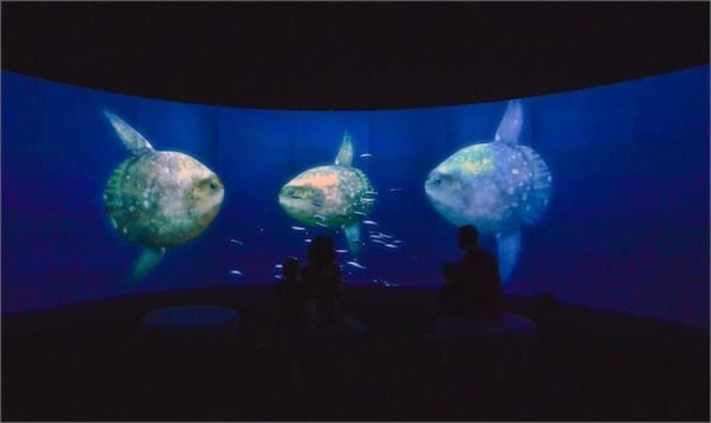 Cal Academy Presents UNSEEN OCEANS — Picture Preview