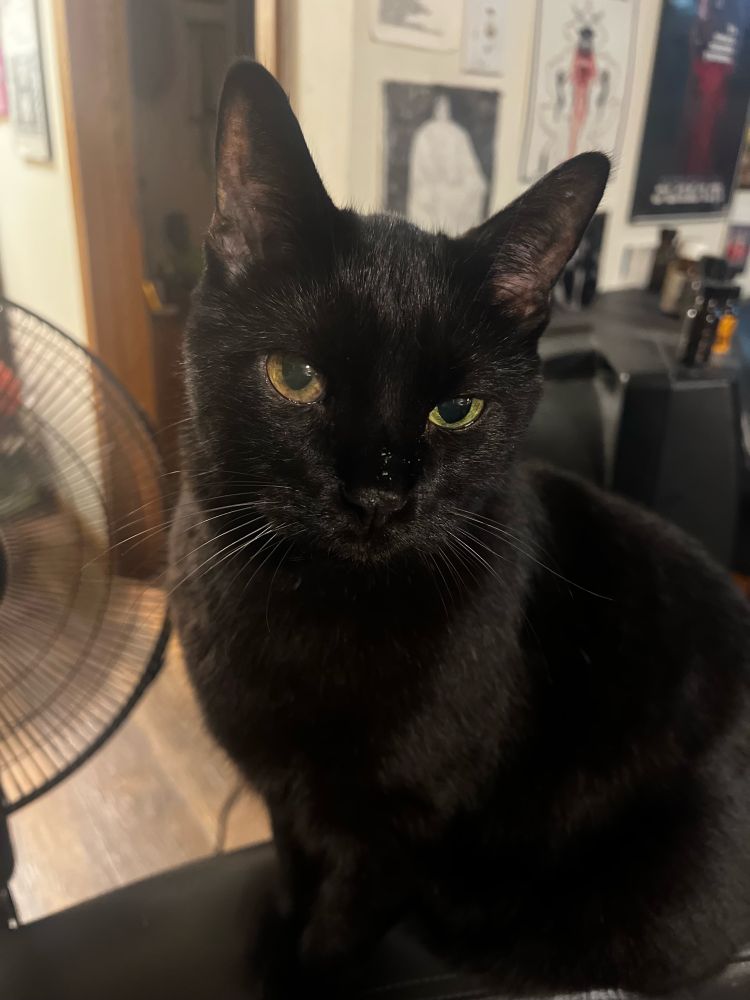 beautiful black cat named dietrich 