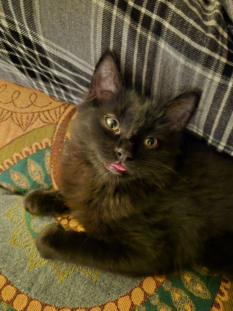 Edgar, my cat, sleepy with his tongue out next to me in the sofa